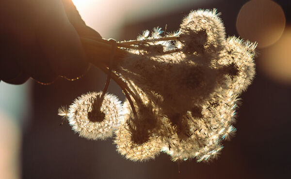 ภาพขนาดย่อ